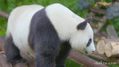 大熊猫走累了趴下休息4K实拍